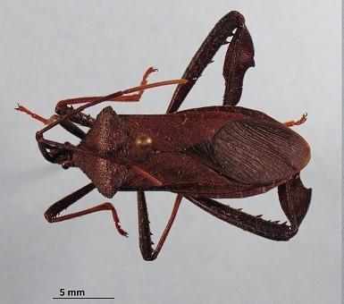Réf. 216 814 : Acanthocephala terminalis
